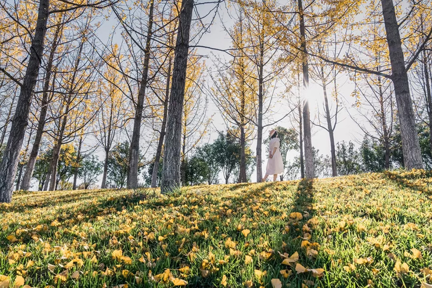 怡境景观设计作品:沣河湿地公园被玩坏了!